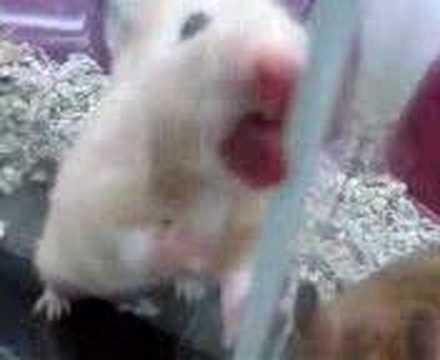 Best Videos. . Hamster free pon